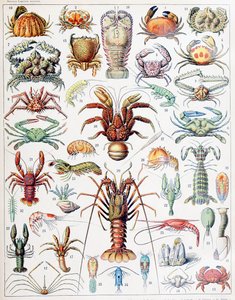 Illustration von Krustentieren
