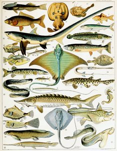 Illustration von Fischen, ca. 1923 (Lithografie)