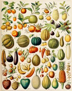 Illustration von Früchten, ca. 1923