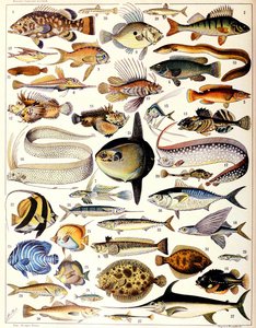 Illustration von Meeresfischen