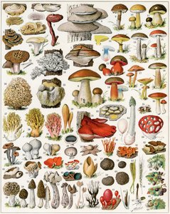 Illustration von Pilzen von Adolphe Philippe Millot
