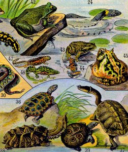 Illustration von Reptilien und Amphibien, ca. 1923
