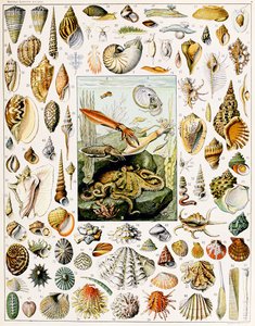 Illustration von Muscheln, ca. 1923 von Adolphe Philippe Millot