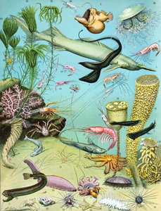 Illustration eines Tiefsee-Ökosystems, ca. 1923