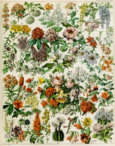 Illustration von Blütenpflanzen, ca. 1923