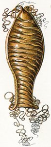 Geripptes Eigehäuse eines Katzenhais (Scyliorhinus), 1923 von Adolphe Philippe Millot