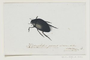 Schwarzer Wasserkäfer von Adriaan van der Willigen