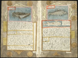 Adriaen Coenens Visboeck - KB 78 E 54 - Folios 210v (links) und 211r (rechts)