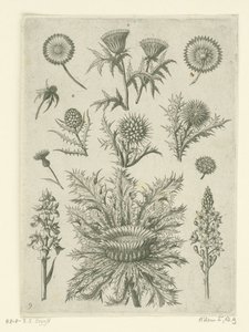 Diverse Disteln von Adriaen Collaert