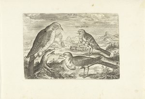 Drei Vögel in einer Landschaft von Adriaen Collaert