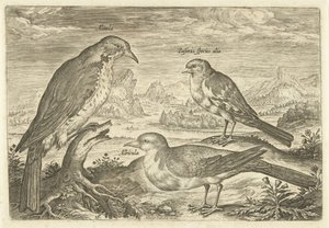 Drei Vögel in einer Landschaft von Adriaen Collaert