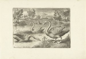Drei Schwäne in einem Teich von Adriaen Collaert