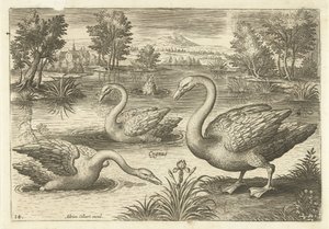 Drei Schwäne in einem Teich von Adriaen Collaert
