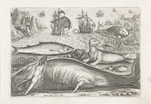 Ein Häring, ein Seelöwe und ein Wal am Strand von Adriaen Collaert