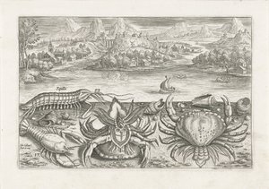 Einige Schalentiere am Strand von Adriaen Collaert