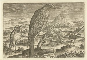 Einige Vögel in einer Landschaft (Vogels, Avivm vivae) von Adriaen Collaert