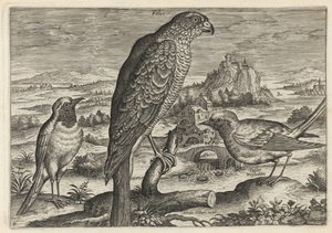 Falke und Rotkehlchen oder Gartenrotschwanz von Adriaen Collaert