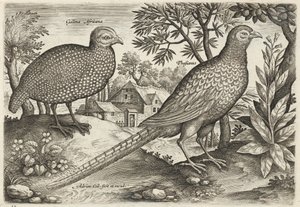 Perlhuhn und Fasan von Adriaen Collaert