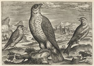 Habicht und Spatzen von Adriaen Collaert