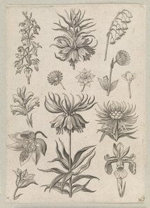 Maiglöckchen von Adriaen Collaert