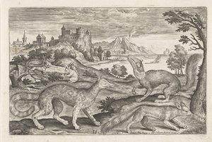 Marder, Eichhörnchen und ein Fuchs