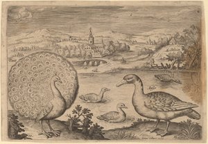 Pfau und Gans von Adriaen Collaert