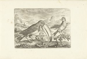 Zwei exotische Vögel in einer Landschaft (Vögel, Avivm vivae) von Adriaen Collaert