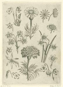 Verschiedene Blumen, Veilchen und Narzissen von Adriaen Collaert
