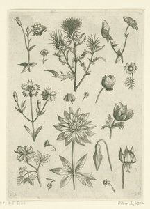 Verschiedene Blumen, darunter Akelei und Alpenveilchen