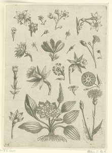 Verschiedene Blumen, darunter Trompetennarzissen von Adriaen Collaert