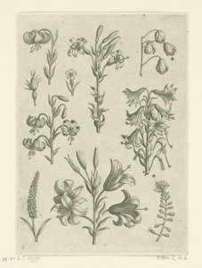 Vier große Lilien und einige kleinere Blumen Florilegium (Serientitel) von Adriaen Collaert