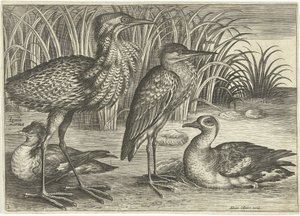 Vier Watvögel am Ufer von Adriaen Collaert