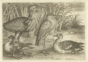 Vier Watvögel am Ufer (Vögel)