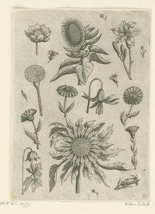 Sonnenblume und andere Blumen von Adriaen Collaert
