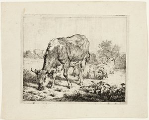 Weidender Stier und drei Schafe