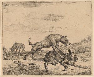 Kämpfende Hunde