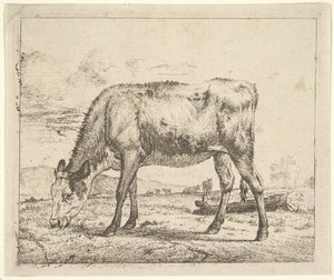 Weidendes Kalb, aus Verschiedene Tiere, 1658 von Adriaen van de Velde