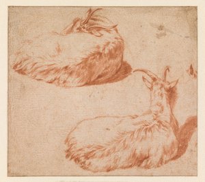 Zwei Studien einer liegenden Ziege, vom Rücken aus gesehen. (Verso) Stehende Ziege (Gegendruck) von Adriaen van de Velde