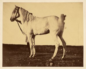 Pferd von Adrien Alban Tournachon