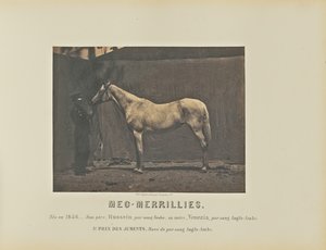 Meg-Merrillies von Adrien Alban Tournachon