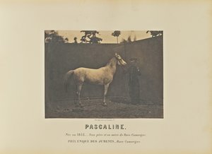 Pascaline von Adrien Alban Tournachon