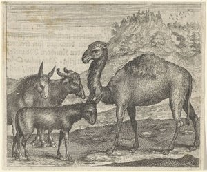 Fabel vom Esel, Büffel, Kamel und Maultier