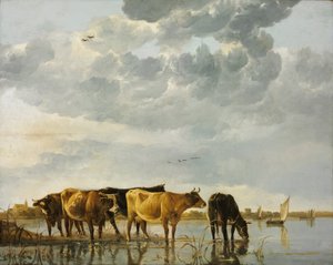 Kühe in einem Fluss