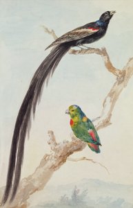 Ein Langschwanzwitwe und ein blau gekrönter Hängepapagei, 1783 von Aert Schouman