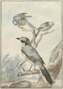 Drei Vögel: eine Schwanzmeise, eine Blaumeise und ein Raubwürger von Aert Schouman
