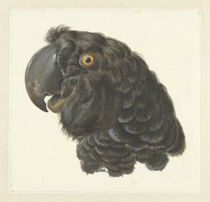 Kopf eines Kakadus, Kopf eines Papageis von Aert Schouman