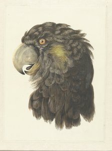 Kopf eines Kakadus Kopf eines Papageis von Aert Schouman