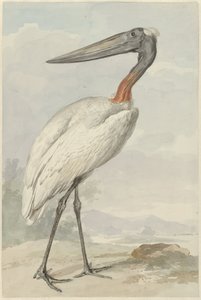 Jabiru (Jabiru mycteria) von Aert Schouman