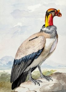 Stein-Kiebitz von Aert Schouman