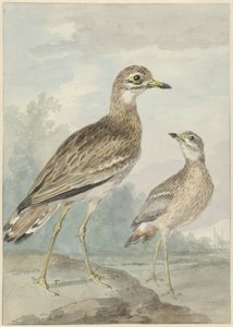 Zwei Brachvögel